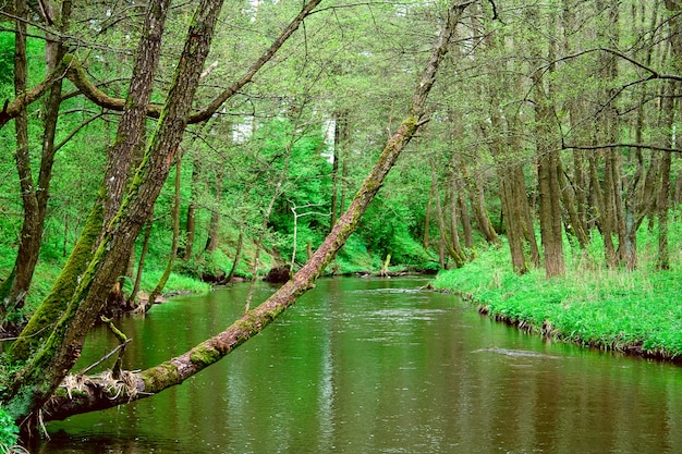 El rio de madera