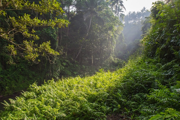 Río de la mañana en Bali