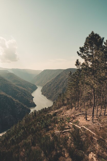 Un río masivo en el medio del bosque durante un día de primavera con el concepto de libertad del espacio de copia