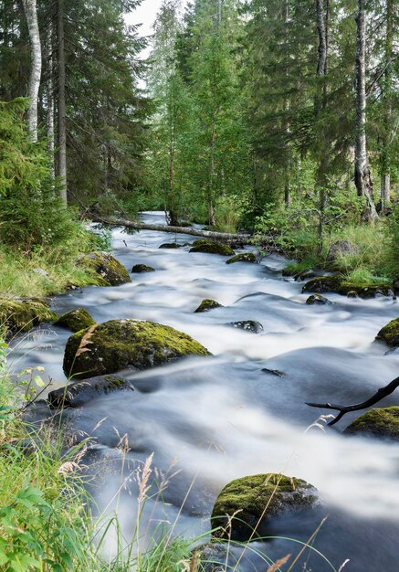 Río en medio de los árboles en el bosque