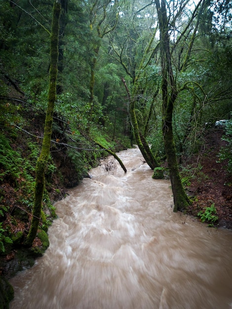 Foto río en medio de los árboles en el bosque