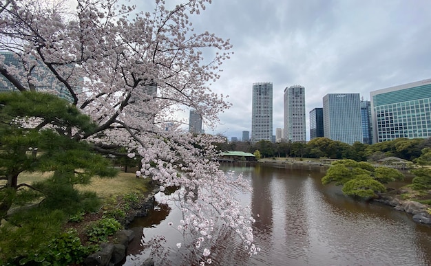 Foto el río en medio de los árboles contra el cielo