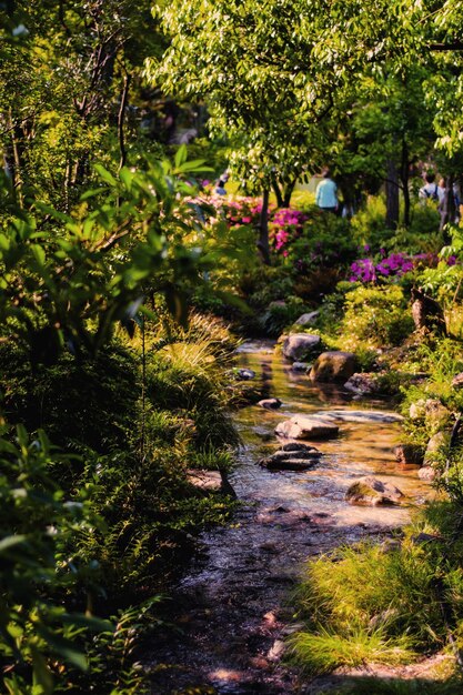 Río en medio de árboles en el jardín