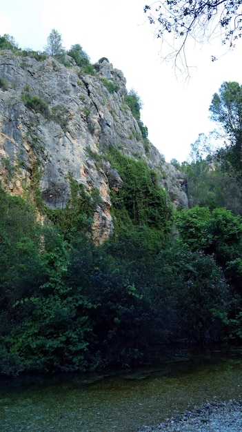 Río de montaña, agua corriente, agua clara, piedras blancas en el fondo, muchas plantas verdes