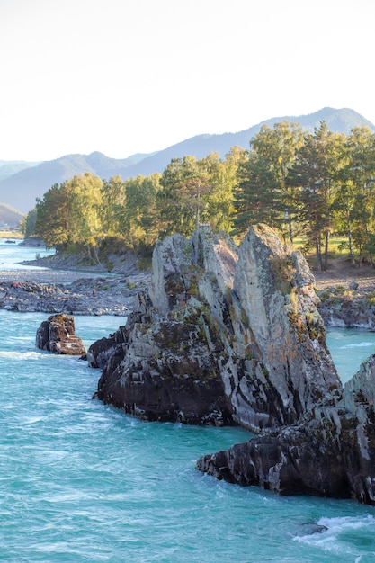 Un río de montaña ancho y de gran caudal que fluye rápido. Grandes rocas sobresalen del agua. Gran río de montaña Katun, color turquesa, en las montañas de Altai, República de Altai.