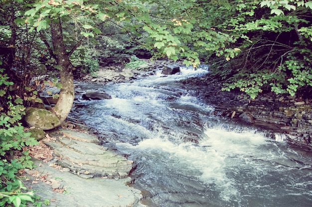 Foto río de montaña con árbol en la orilla