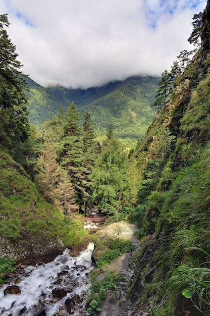 Río de montaña con un caudal rápido en el bosque en la región de las montañas del Cáucaso.