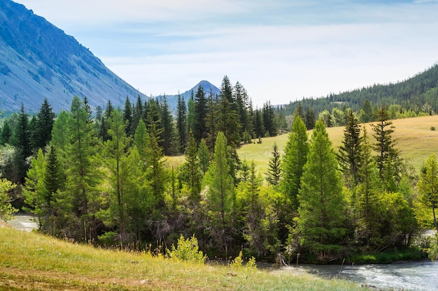 Río de montaña Chuja discurre entre bosques de coníferas y prados Altay Rusia