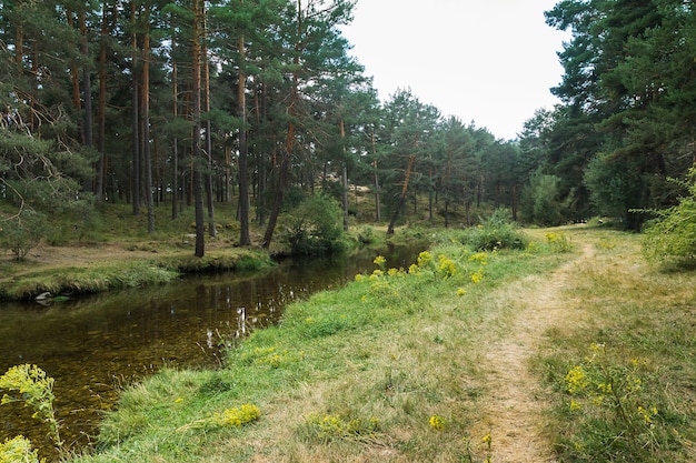 Río de montaña en diagonal junto a un camino rodeado de vegetación y pinos verdes