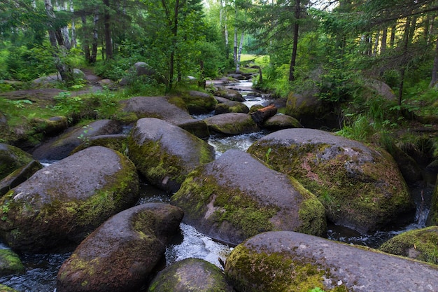 Un río de montaña con enormes piedras con bosque verde de taiga