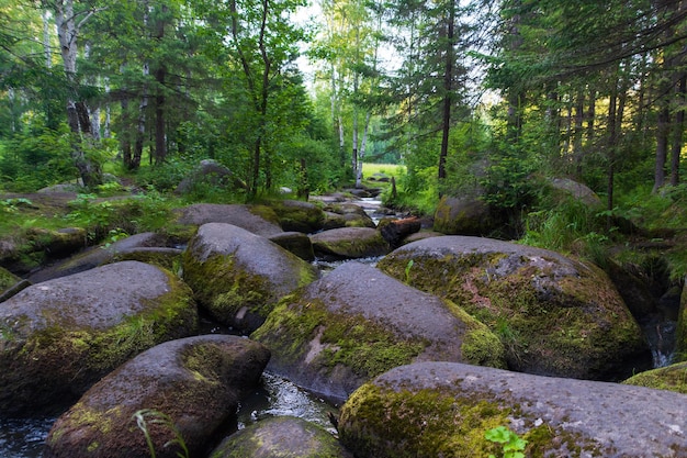 Un río de montaña con enormes piedras con bosque verde de taiga