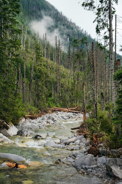 Río de montaña fluye entre bosques de pinos con niebla de fondo, el parque nacional High Tatras, Polonia