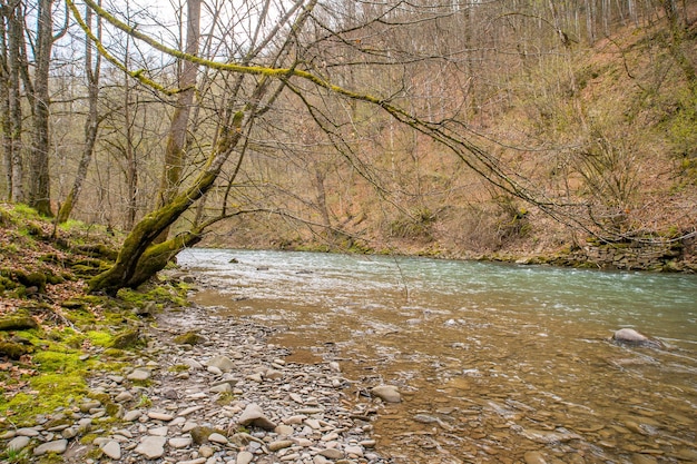 El río de la montaña fluye cerca del bosque a principios de la primavera