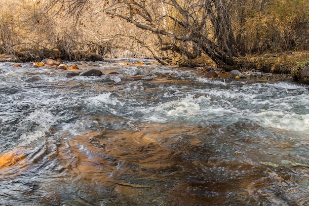 Río de montaña en otoño con agua hirviendo y piedras mojadasPaisaje