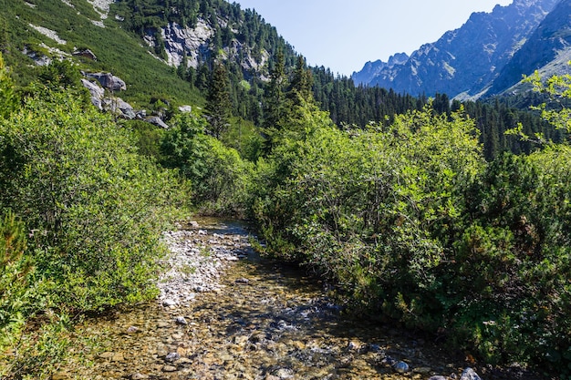 Río de montaña en el Parque Nacional High Tatras