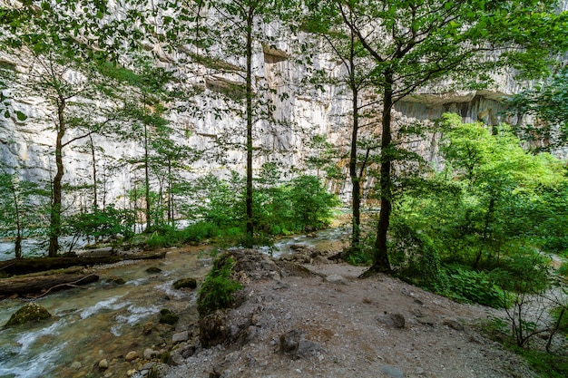 Río de montaña que fluye a través del bosque verde en Abjasia