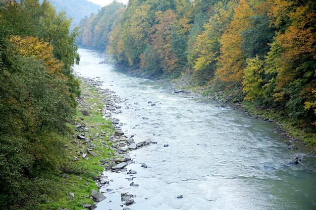 Río de montaña que fluye a través del bosque