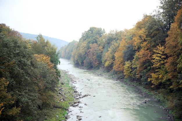 Río de montaña que fluye a través del bosque