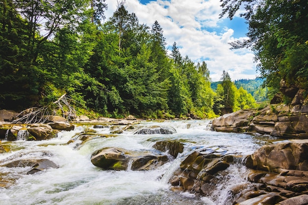 Río de montaña con rápidos arroyos de agua, árboles en la orilla de un río de montaña