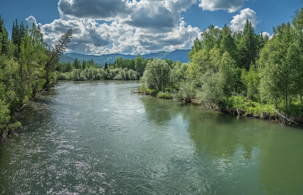 Río de montaña salvaje en un día de verano