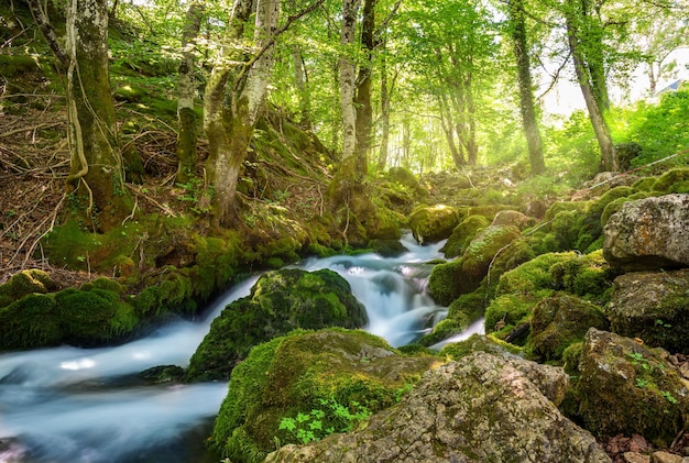 Río de montaña Tara en el parque de Montenegro