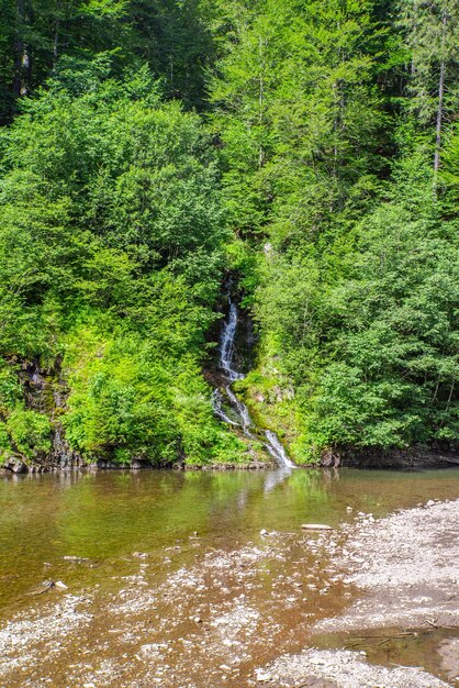 Río de montaña de temporada de primavera con piedras cerca del bosque verde x9xA