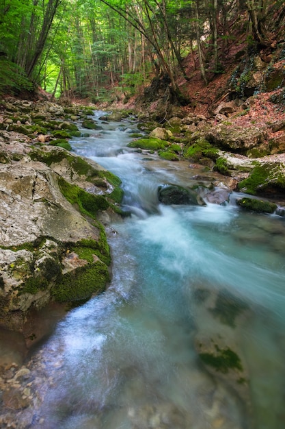 Río de montaña en verano. Corriente de agua en el bosque. Composición de la naturaleza