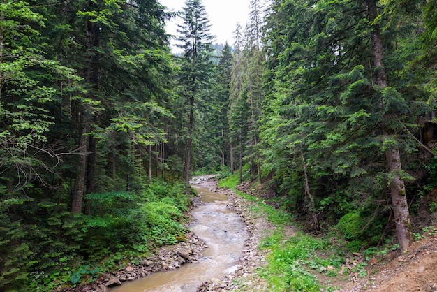 Río en las montañas Río en medio del bosque Río fangoso después de fuertes lluvias en los Cárpatos ucranianos