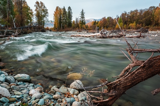 Río Multa en la montaña de la República de Altai, Rusia.