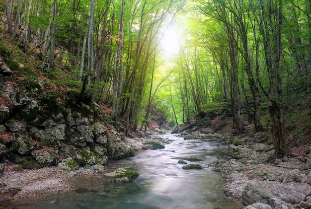 Rio na floresta de montanha. Composição da natureza