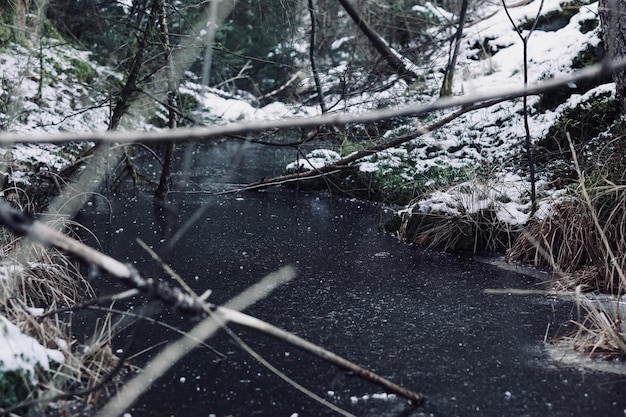 Foto rio na floresta durante o inverno