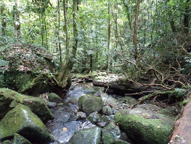 Rio na floresta tropical com vegetação e rocha