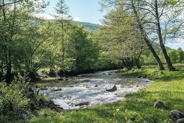 Rio na floresta verde e clareira O conceito de ecologia na natureza