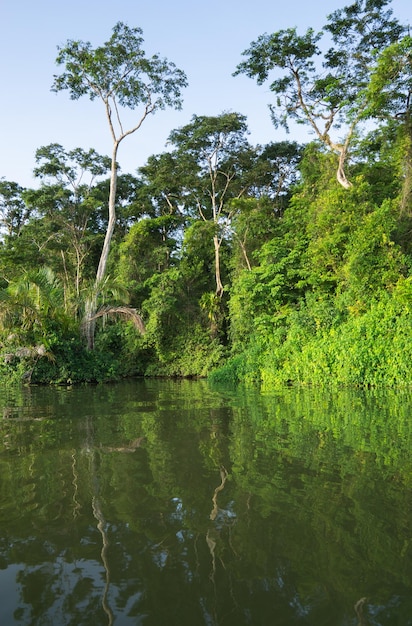 Rio na selva