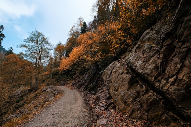 Rio nas profundezas da floresta montanhosa. Composição da natureza. Rio Mendelich no Norte do Cáucaso, Rosa Khutor, Rússia, Sochi. Trilha na floresta de outono, nevoeiro e chuva