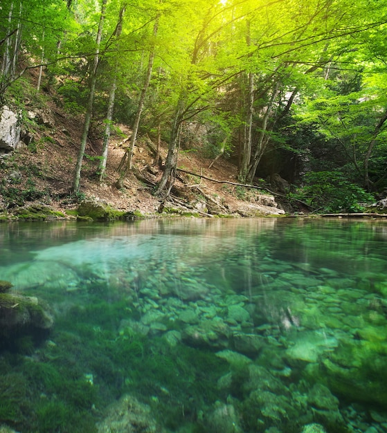 Foto rio nas profundezas da floresta montanhosa. composição da natureza.