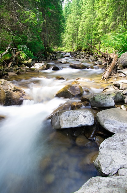 Río natural en bosque