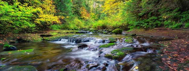 Foto río en la naturaleza canadiense bosque tropical árboles en el bosque