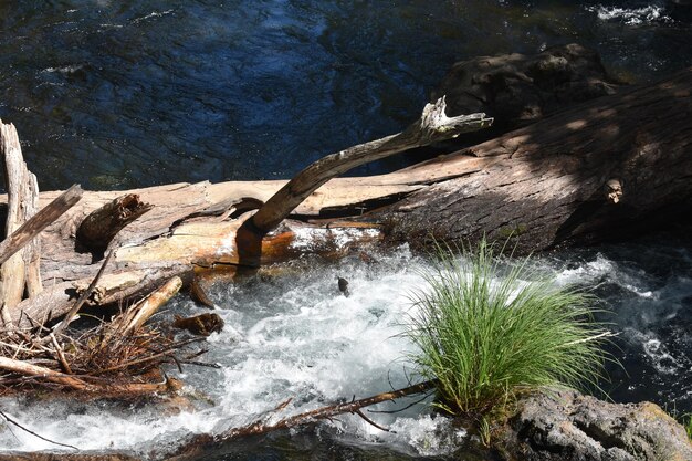 Foto río en la naturaleza con rápido