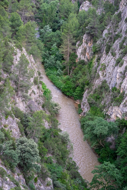 Rio no meio da floresta