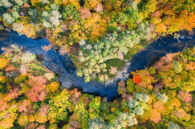 Río de otoño y bosque colorido Vista aérea de la naturaleza Polonia