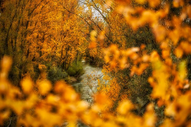 Foto río en otoo