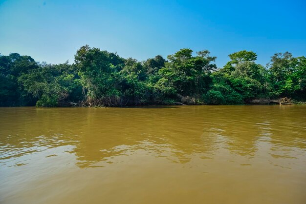Rio Pantanal e ecossistema florestal Mato Grosso Brasil