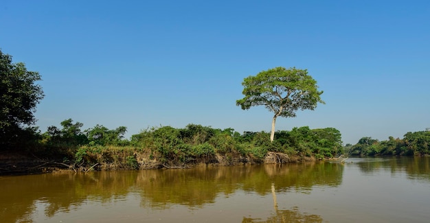 Río Pantanal y ecosistema forestal Mato Grosso Brasil