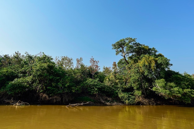 Río Pantanal y ecosistema forestal Mato Grosso Brasil