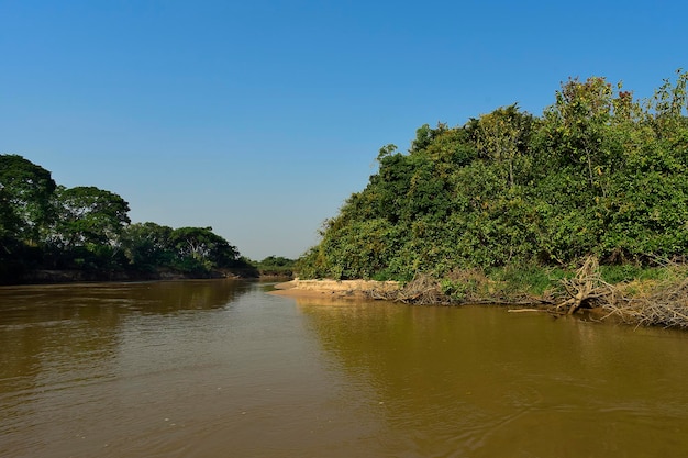 Río Pantanal y ecosistema forestal Mato Grosso Brasil