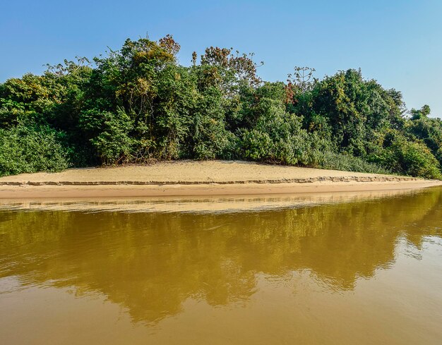 Río Pantanal y ecosistema forestal Mato Grosso Brasil