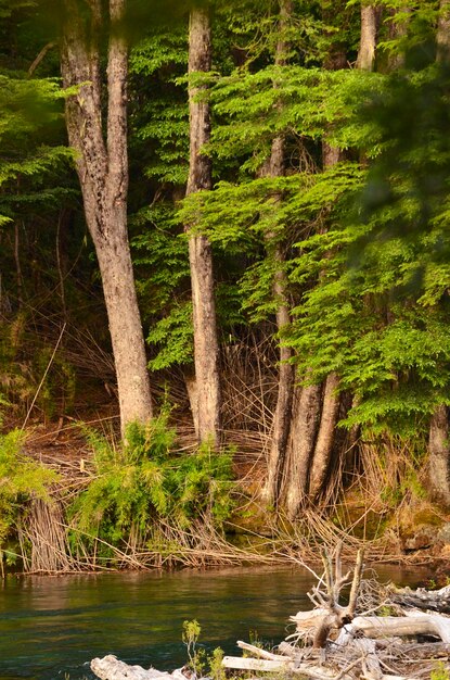 Un río en la Patagonia argentina con un hermoso bosque