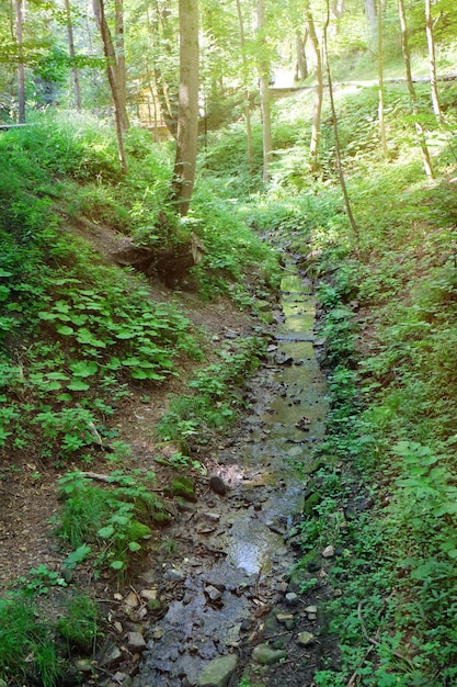 Rio pequeno na floresta selvagem