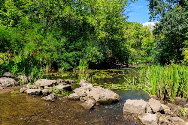 Rio pequeno na floresta verde no verão